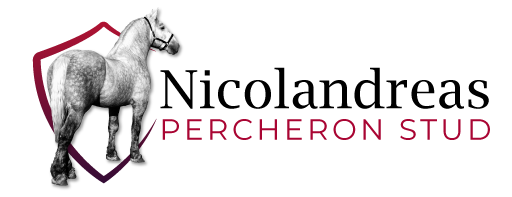 Nicolandreas Stud